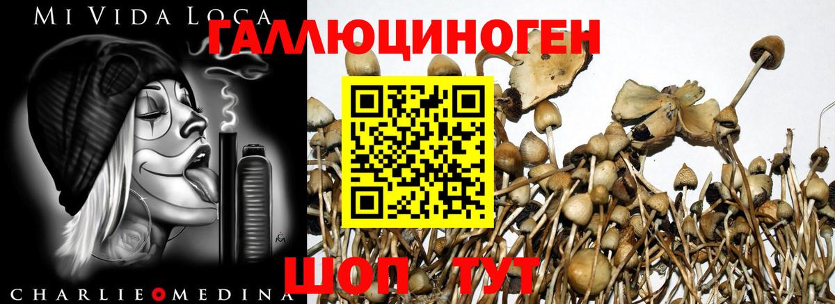 Псилоцибиновые грибы Psilocybe Нижний Тагил